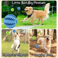 Pet Travel Play Bundle